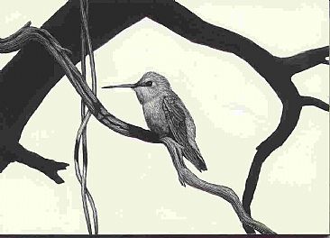 Marci - Female Costa's Hummingbird by Diane Versteeg